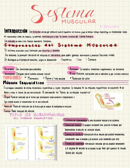 Sistema muscular