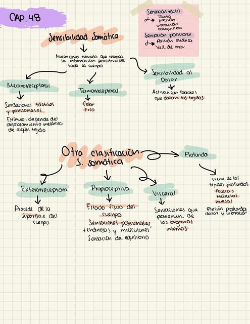 Sensibilidad Somatica 