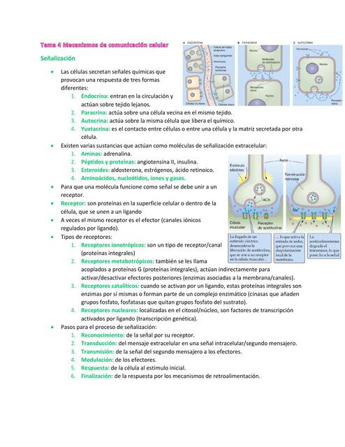 Tema 4 Mecanismos de comunicación celular 