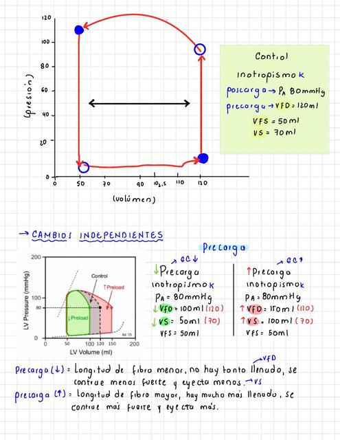 Precarga poscarga inotropismo  