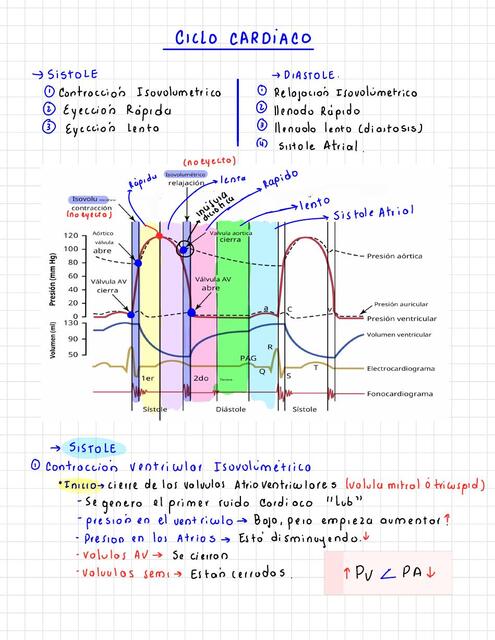 Ciclo cardíaco y volúmenes 