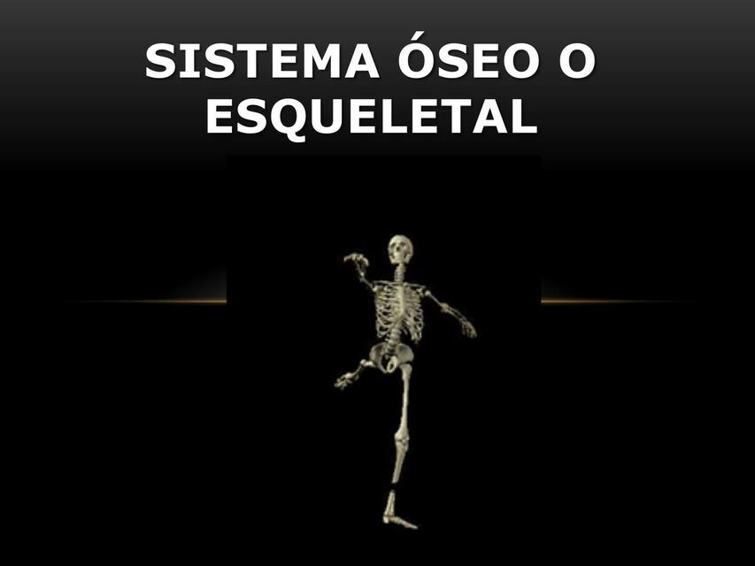 Sistema Óseo o Esqueletal 