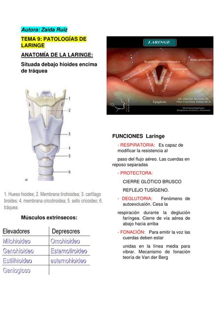 Patologías de Laringe 