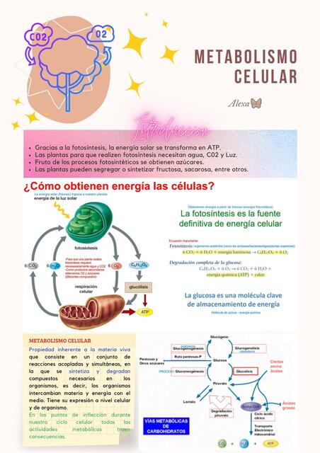 Metabolismo Celular