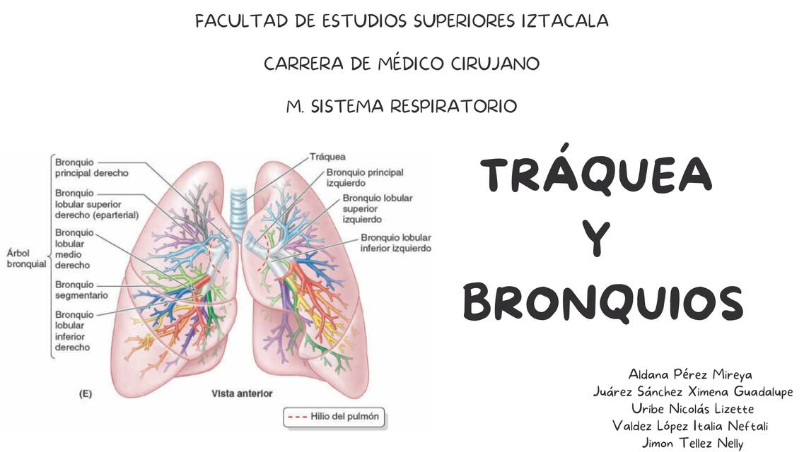 Tráquea y Bronquios