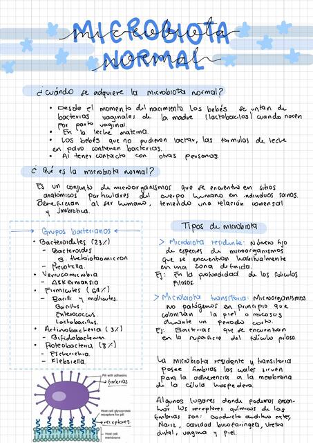 Microbiota normal