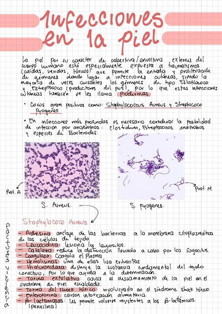 Infecciones de la piel