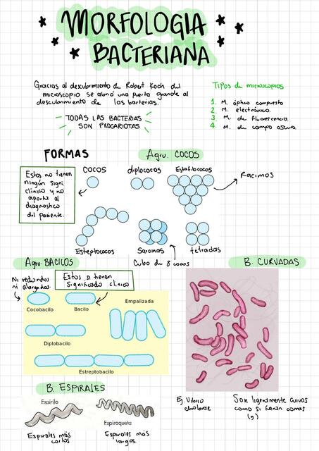 Morfología bacteriana