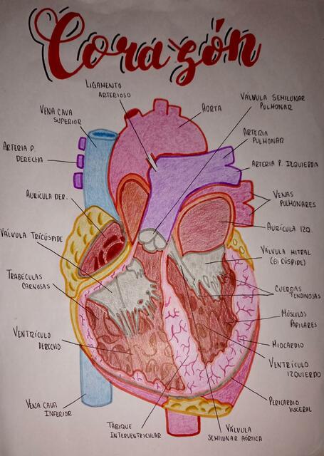 Esquema corazón