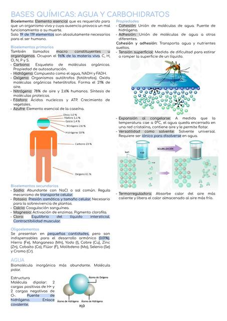 Bases Químicas: Agua y Carbohidratos