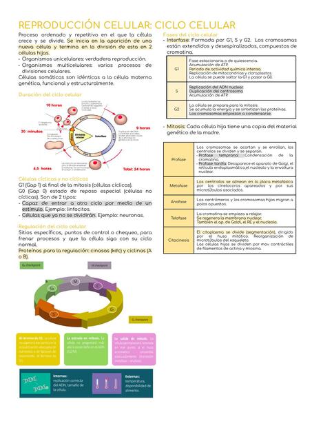 Ciclo Celular y Fotosíntesis