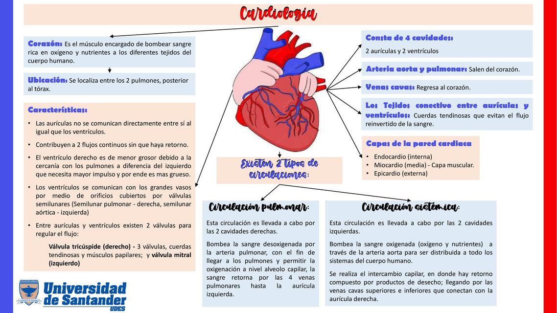 Sistema Cardiovascular 