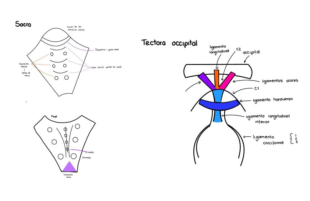 Anatomía 