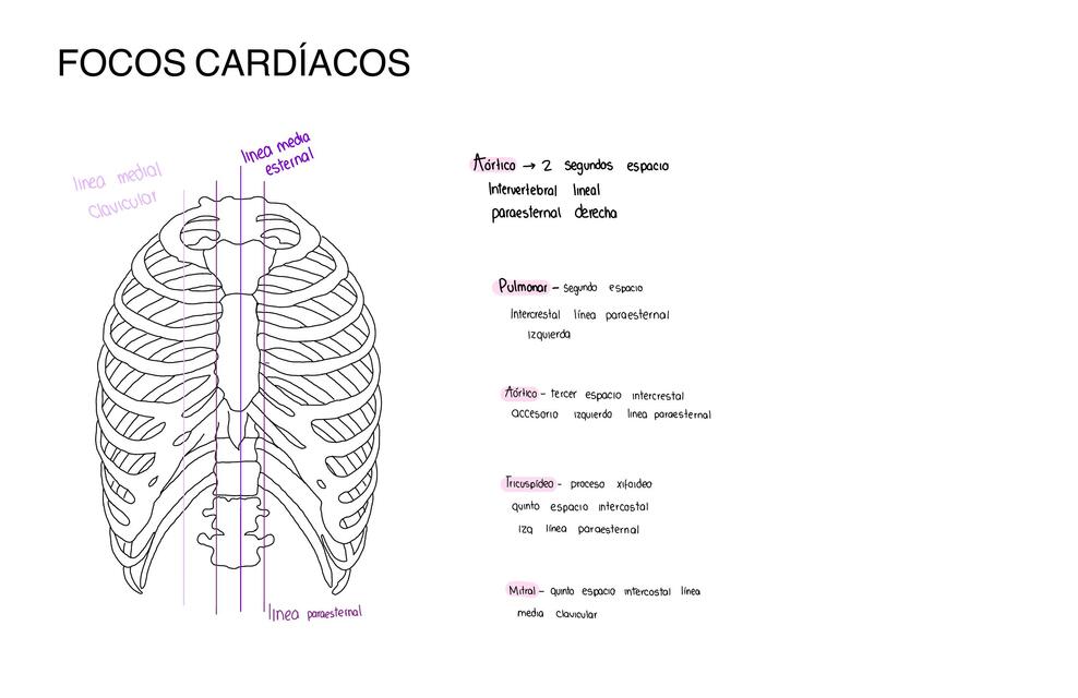 Focos cardiacos 