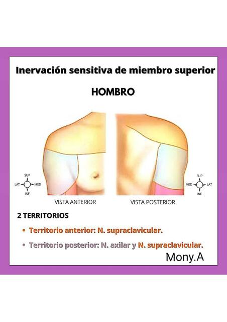 Inervación Sensitiva de Miembro Superior 