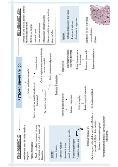 Retículo endoplasmático