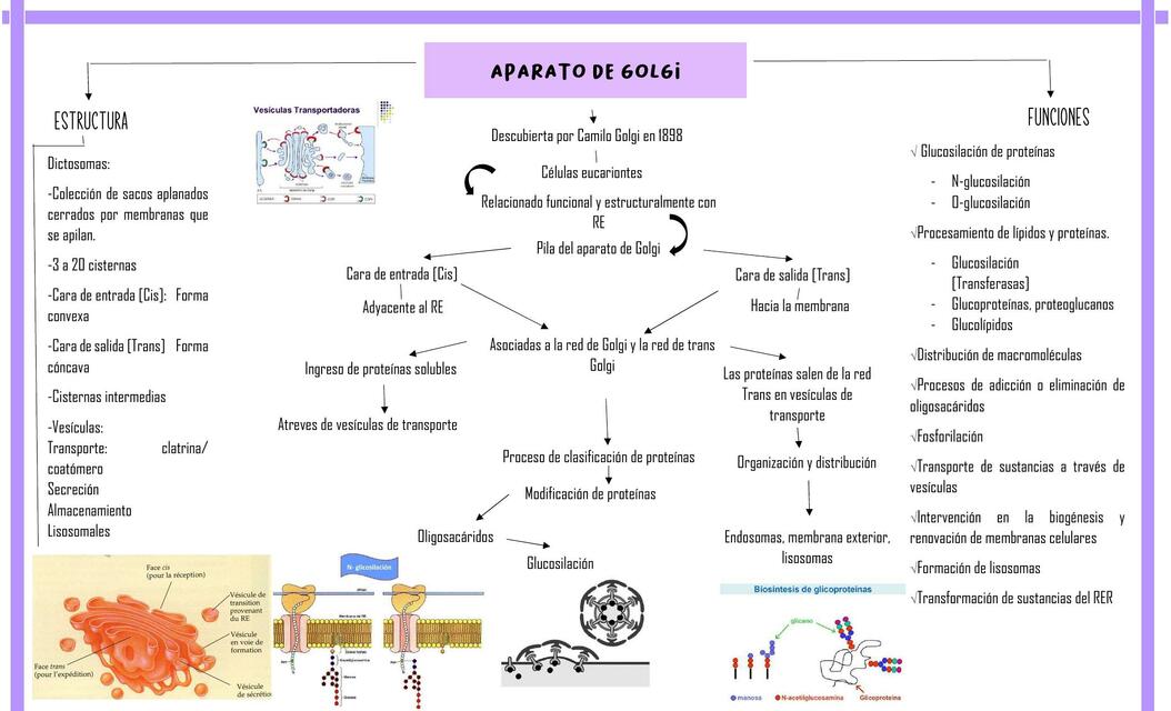 Aparato de Golgi 