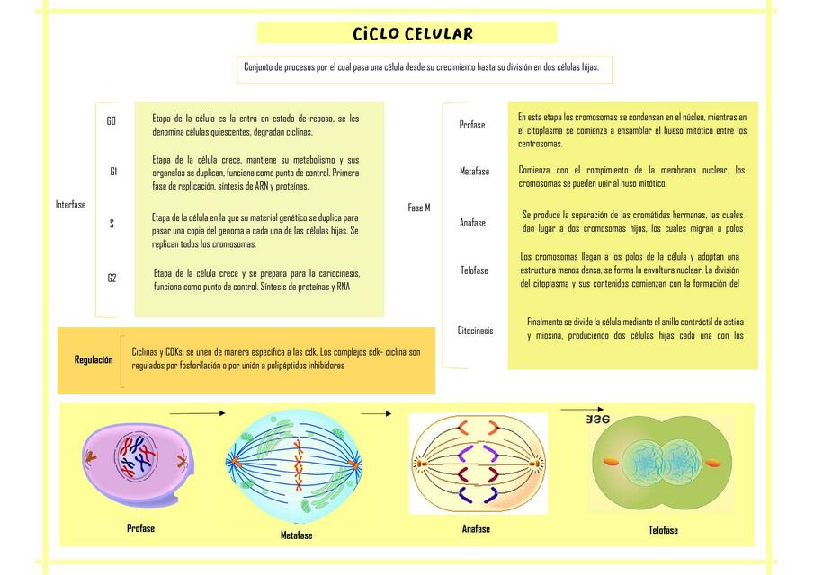 Ciclo celular