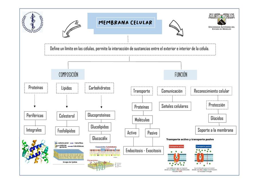 Membrana celular