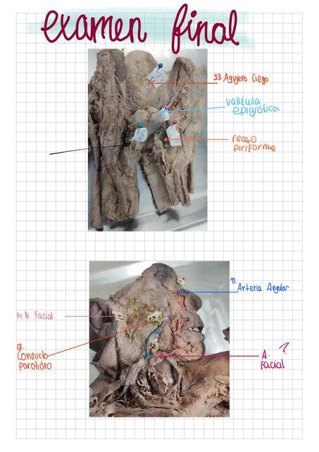 Examen final anatomía 