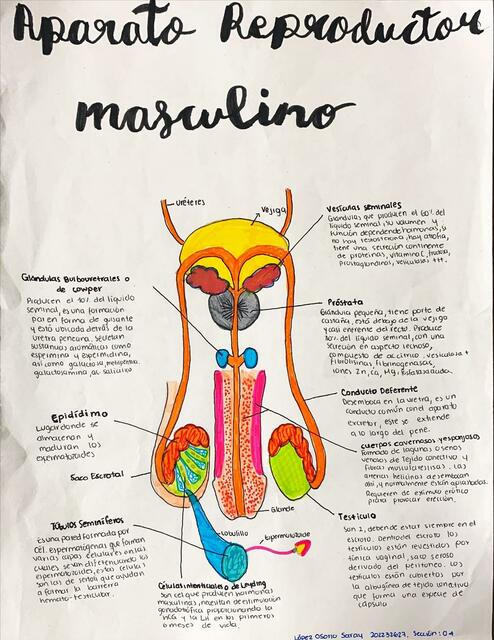 Tarea 2 Aparato reproductor masculino SLO