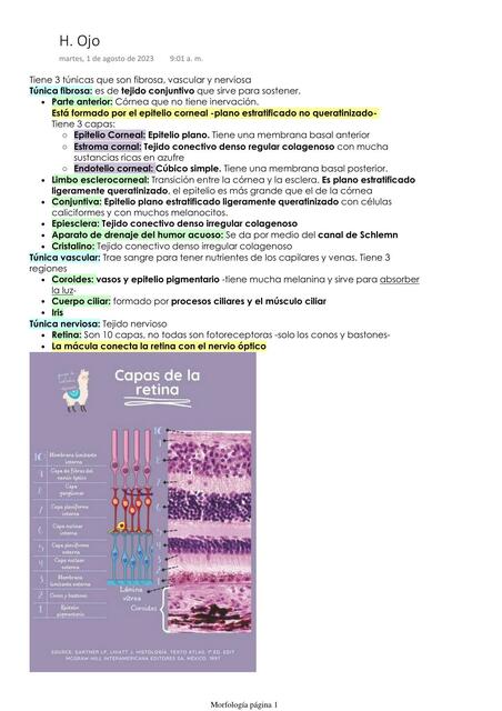 Histología de ojo