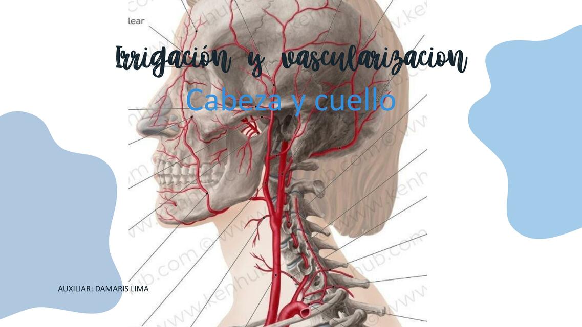 Irrigación y vascularización cabeza y cuello