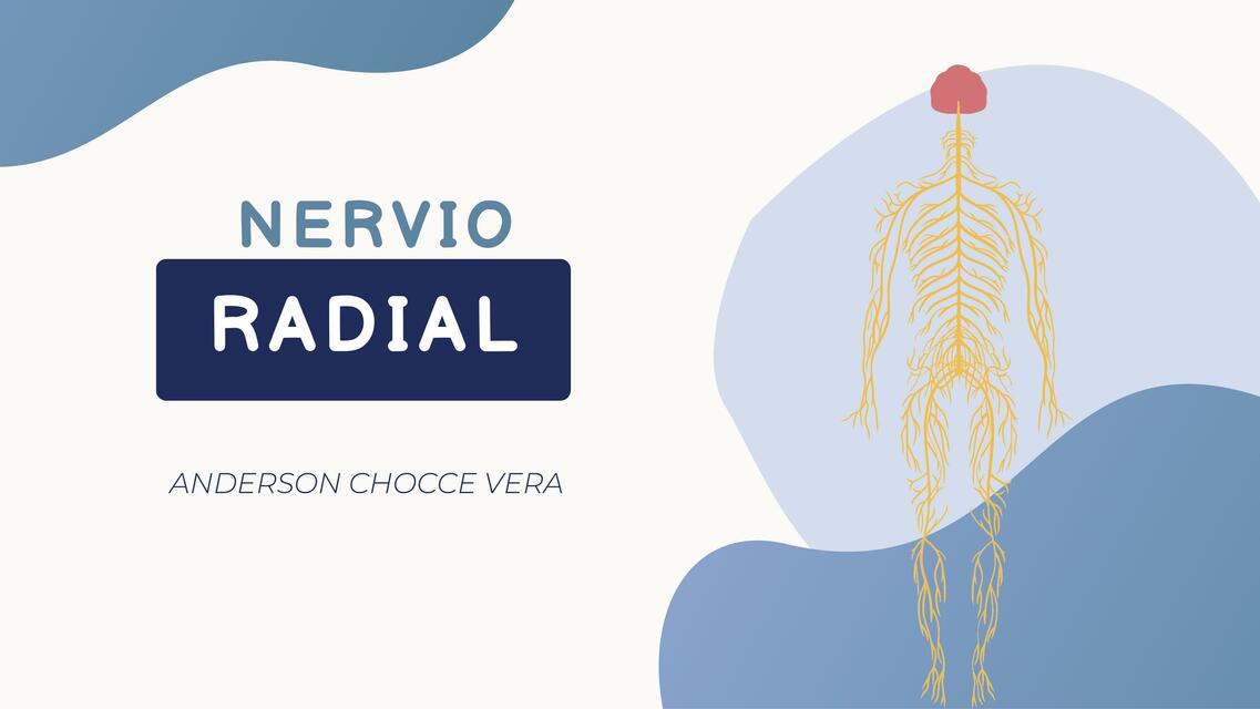 Nervió  Radial  1pdf