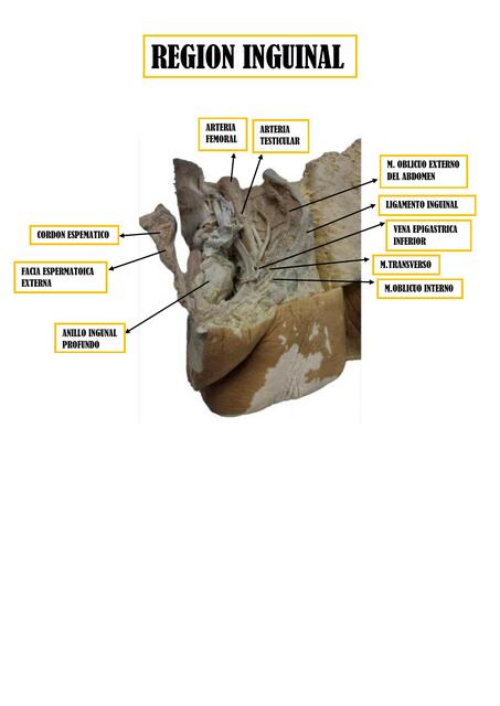 Región inguinal