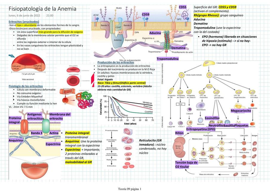 Fisiopatologia de la anemia 