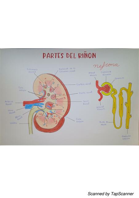 Partes del Riñón 