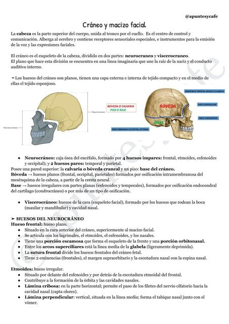 Cráneo y macizo facial