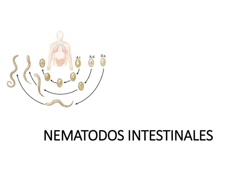 Nemátodos intestinales