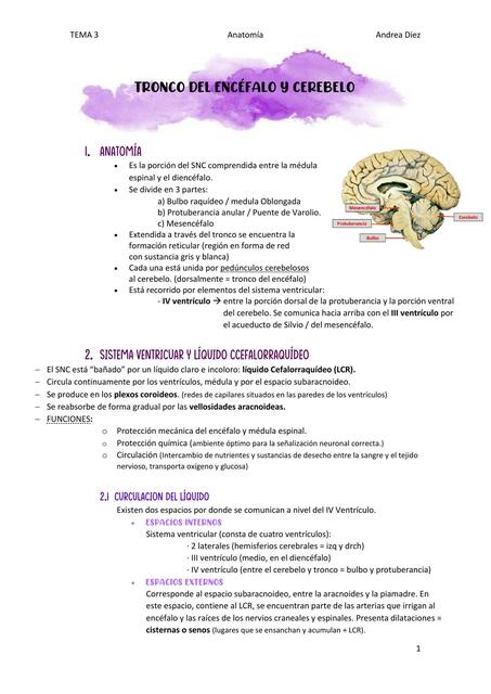 Tema 3 tronco encefálico y cerebelo