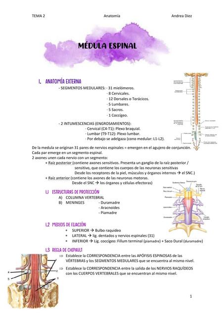Tema 2 médula espinal