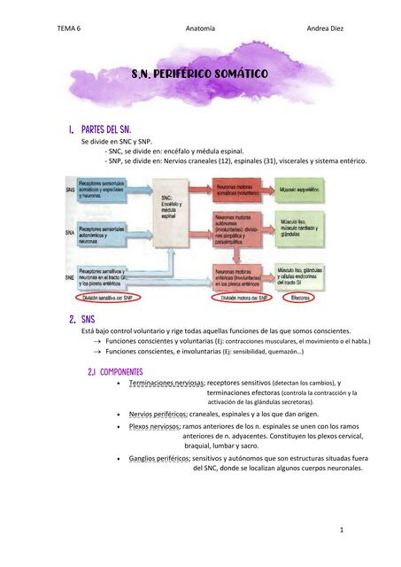 Tema 6 SNP somático