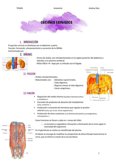 Tema 5 órganos urinarios