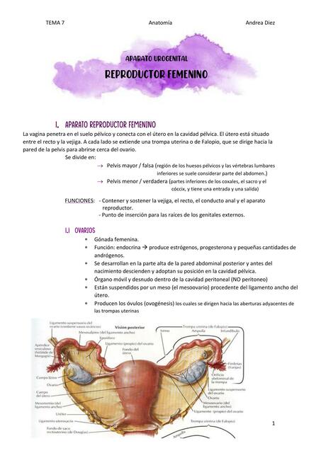 Tema 7 aparato reproductor femenino