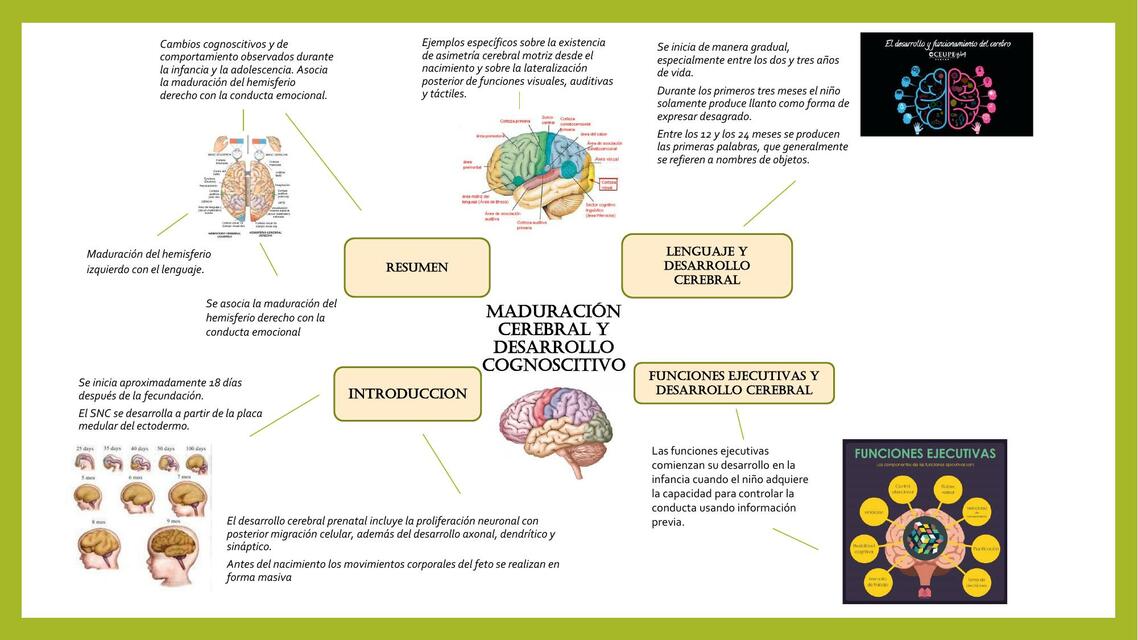 Maduración Cerebral y Desarrollo Cognoscitivo