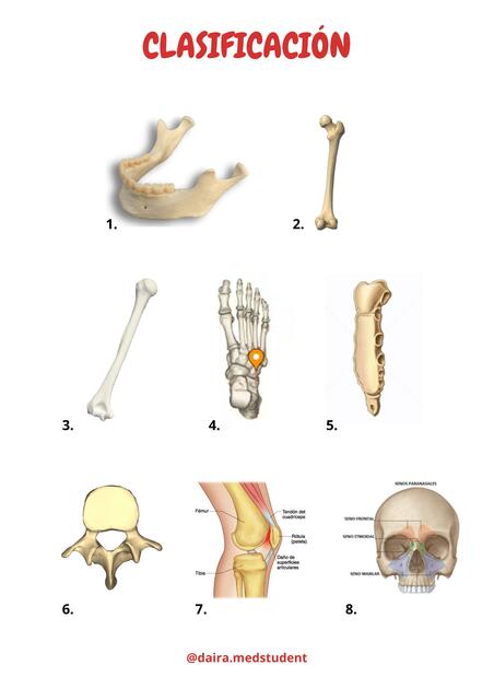 Osteología Flashcards