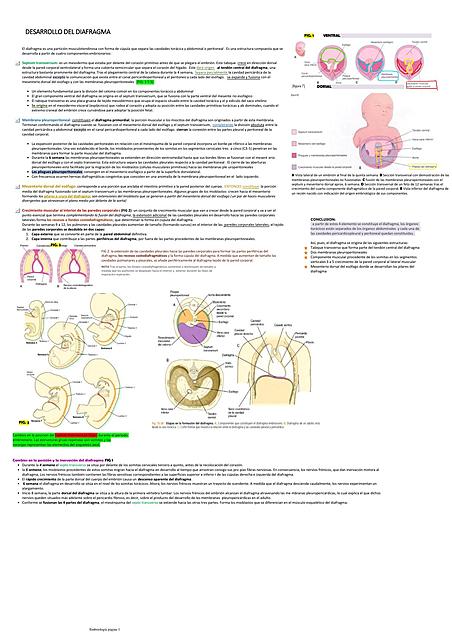 DESARROLLO DEL DIAFRAGMA