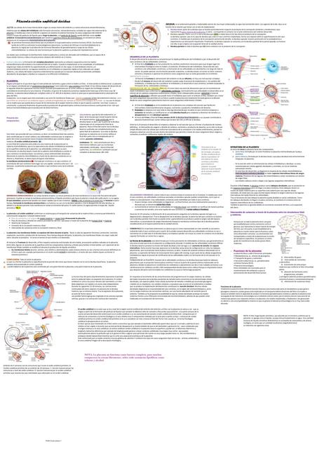 Placenta cordón umbilical decidua