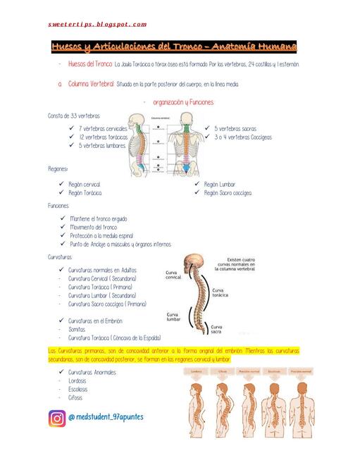 Huesos y Articulaciones del tronco 