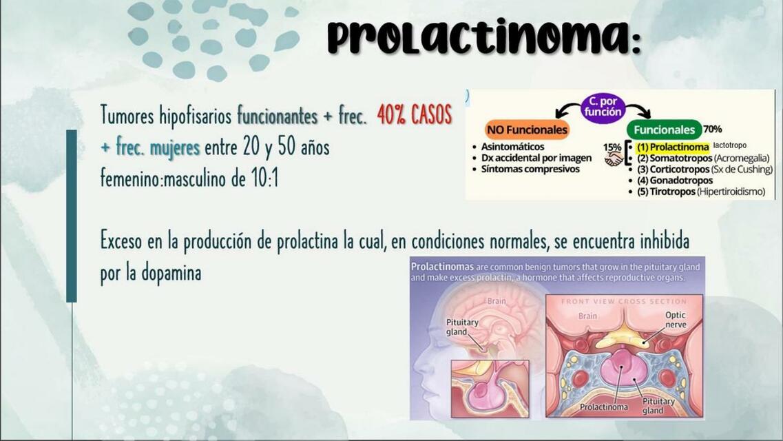 Prolactina  Dorantes