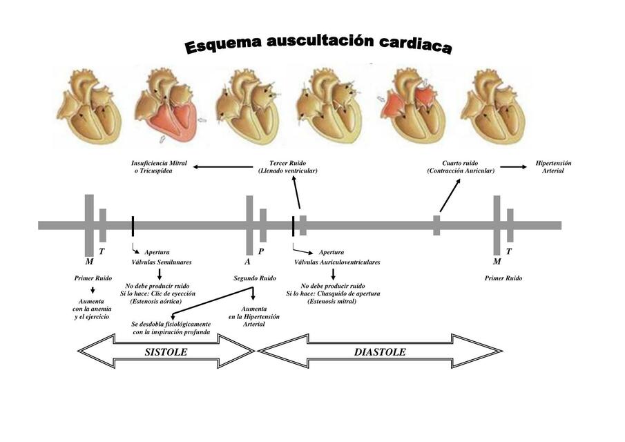 auscultación 