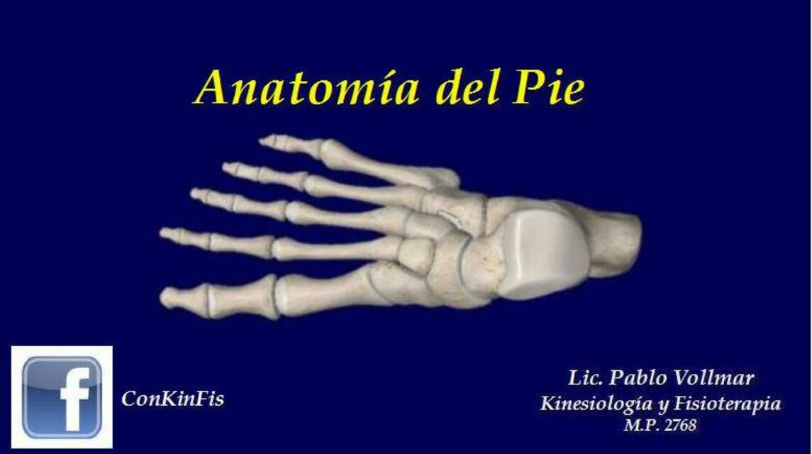 Anatomía del pie 