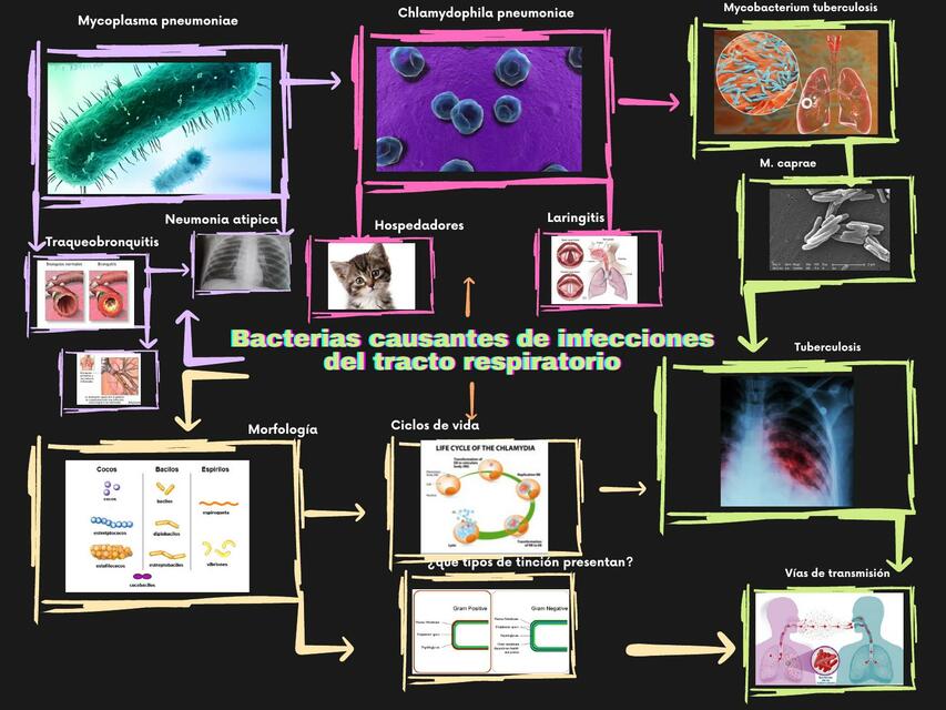 Bacterias Causantes de Infecciones del Tracto Respiratorio 