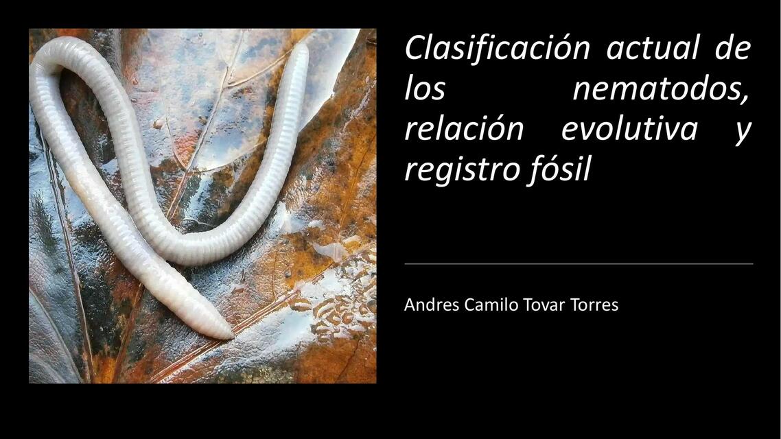 Nemátodos: relación evolutiva, registro fósil y clasificación