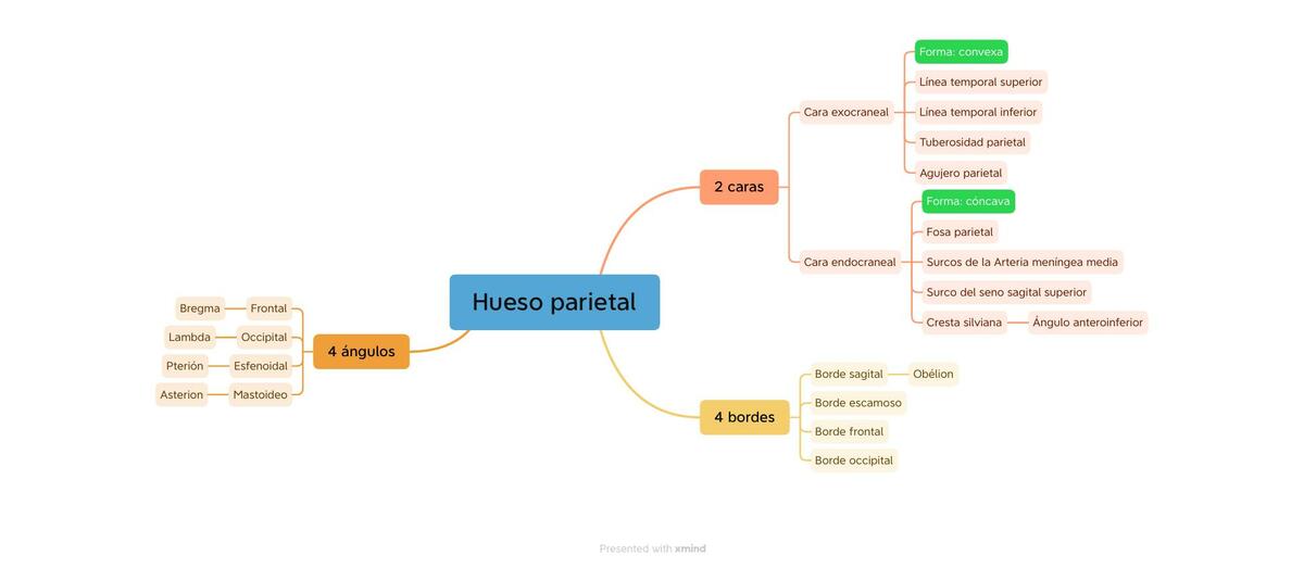 Hueso parietal