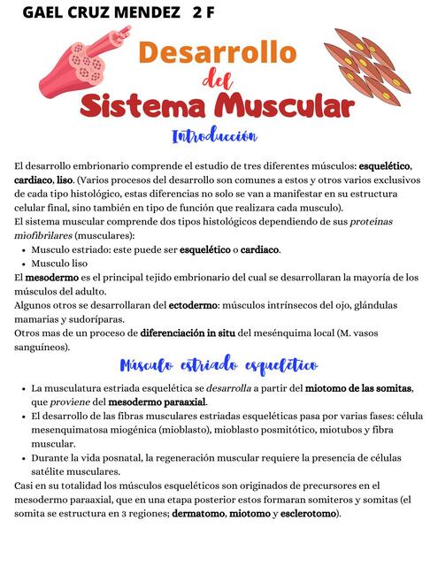 Desarrollo sistema muscular - Capítulo 18